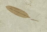 Fossil Leaves with Crane Fly - Green River Formation, Utah #334182-2